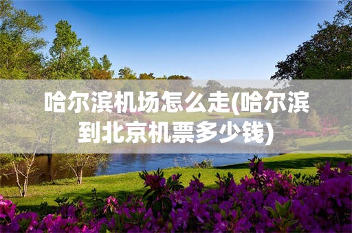 哈尔滨机场怎么走(哈尔滨到北京机票多少钱)