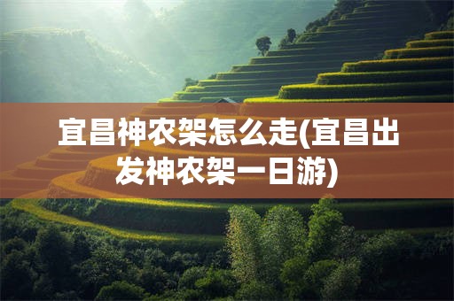 宜昌神农架怎么走(宜昌出发神农架一日游)