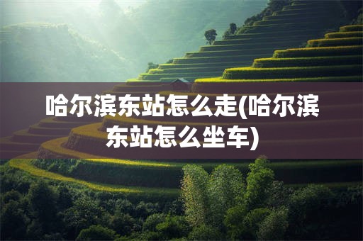 哈尔滨东站怎么走(哈尔滨东站怎么坐车)