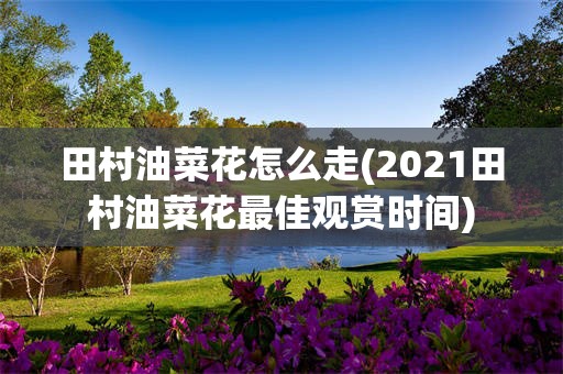 田村油菜花怎么走(2021田村油菜花最佳观赏时间)