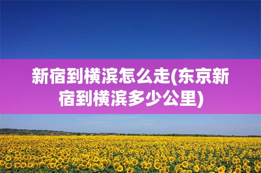 新宿到横滨怎么走(东京新宿到横滨多少公里)