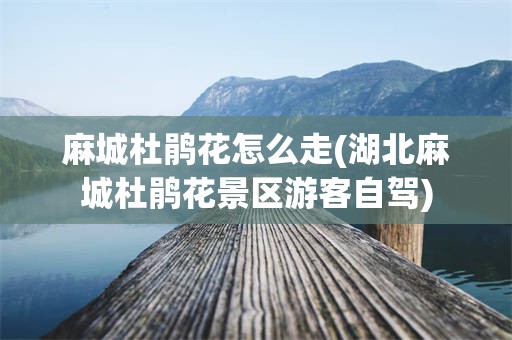 麻城杜鹃花怎么走(湖北麻城杜鹃花景区游客自驾)