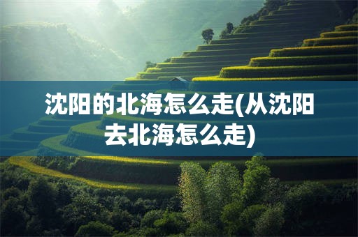 沈阳的北海怎么走(从沈阳去北海怎么走)